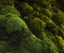 Load image into Gallery viewer, Oakmoss & Amber