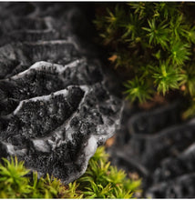 Load image into Gallery viewer, Black Coral & Moss