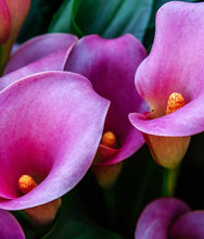 Load image into Gallery viewer, Calla Lily