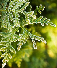 Load image into Gallery viewer, Cypress & Bayberry