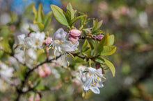 Load image into Gallery viewer, Honeysuckle Jasmine