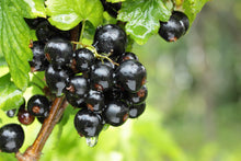 Load image into Gallery viewer, Black Currant & Jasmine