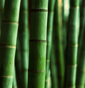 Himalayan Bamboo