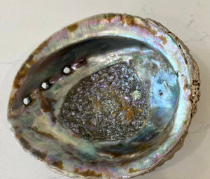 Abalone Shells - Small