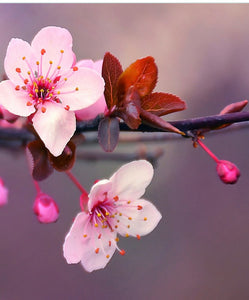 Japanese Cherry Blossom