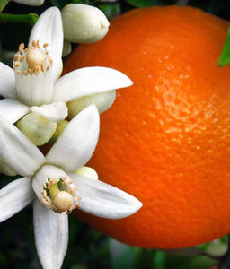 Orange Blossom