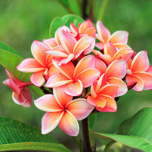 Plumeria