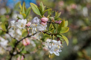 Honeysuckle Jasmine