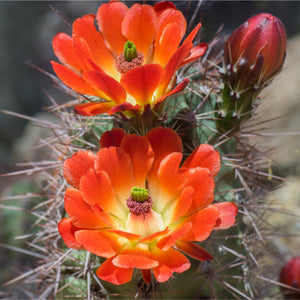 Cactus Flower & Jade