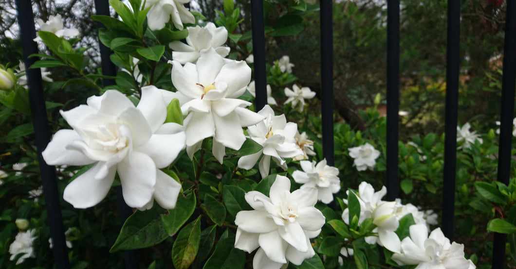 Gardenia Tubrose