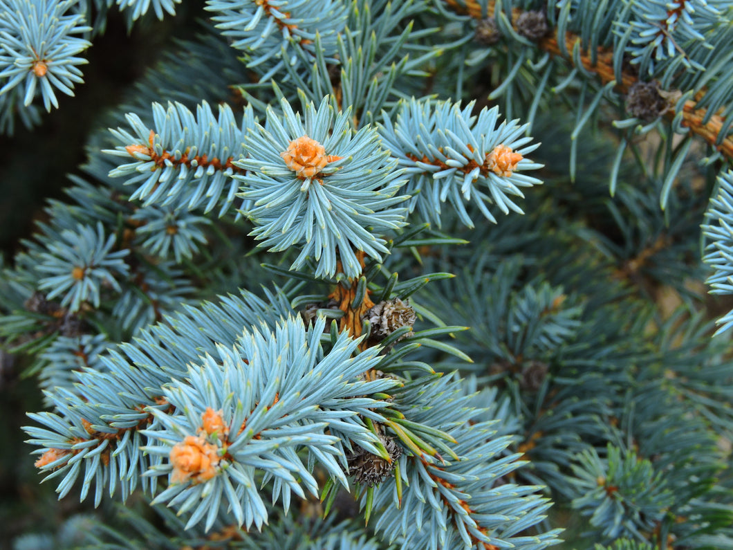 Blue Spruce